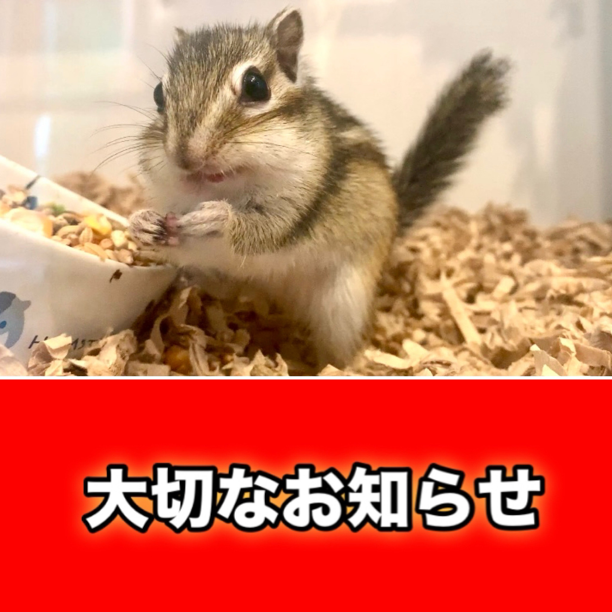 くるみちゃん療養中
