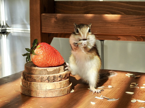 3月28日(土) 3月29日(日)のご予約状況