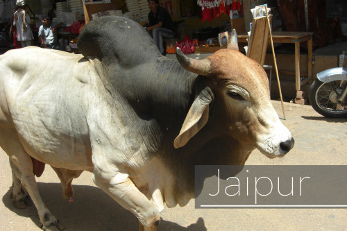 Jaipurジャイプル - India