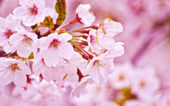 桜1.jpg