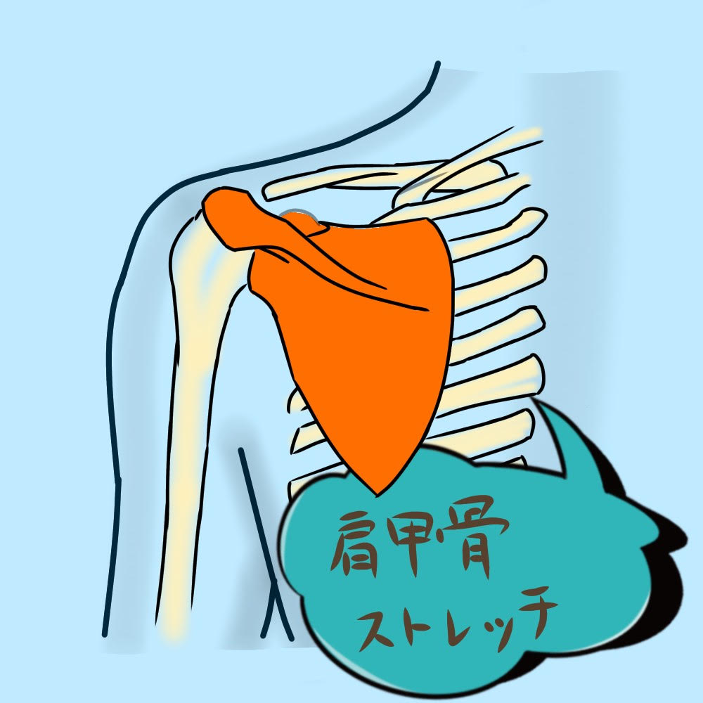 【岩倉指名】肩甲骨ストレッチ