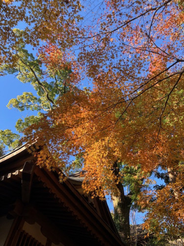紅葉