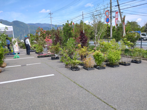 植木まつり開催!