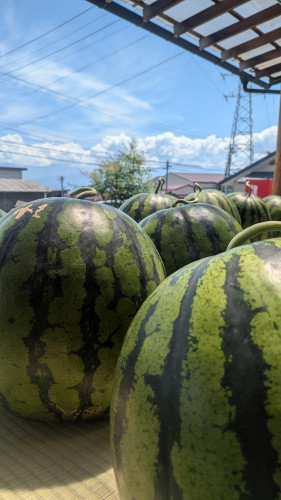 夏の贈り物!採れたて露地物スイカのご案内