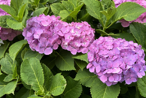 IMG_3706.jpeg