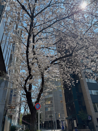 ついに