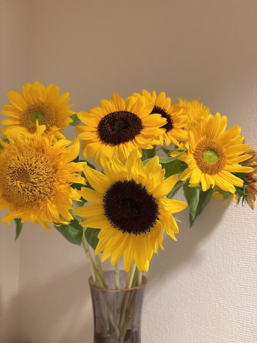 残暑見舞い申し上げます