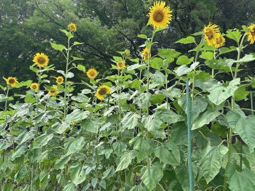 ナツノオモイデ