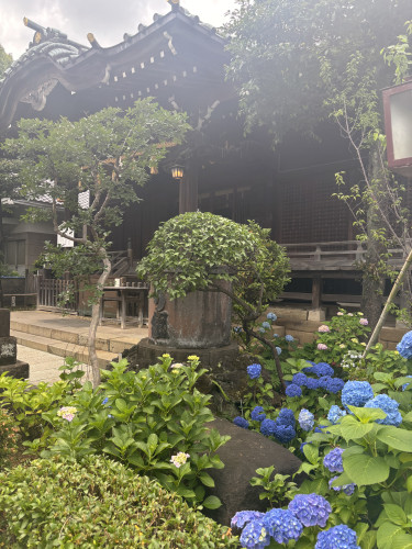 紫陽花