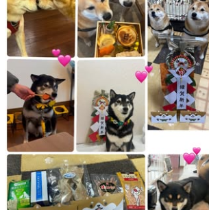 【DOG CAFE TETUJIN】 看板犬の「てつと」「じん」もお待ちしております🐾