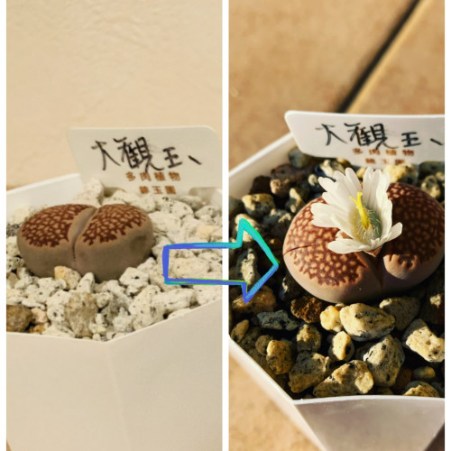 花が咲きました!