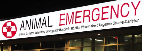 ottawa_animal_emergency_hospital_vet.jpg