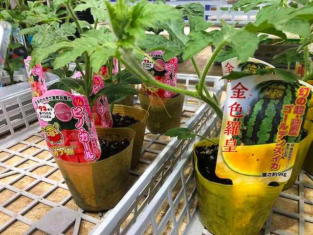 夏野菜の苗出揃っております!