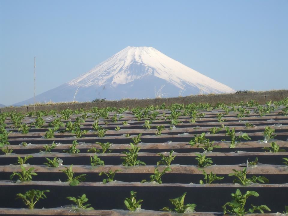 富士山の恵みをたっぷり受けた箱根西麓の新鮮野菜