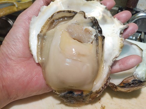 地物✨岩牡蠣が始まります!