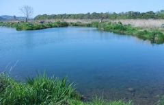 Sagamigawa13.JPG
