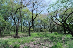SagamiharaKoen12.jpg