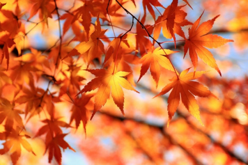 11月のお休み