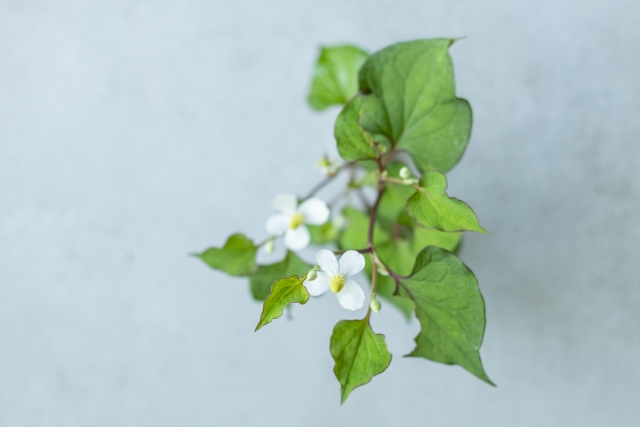 和の薬草体験講座