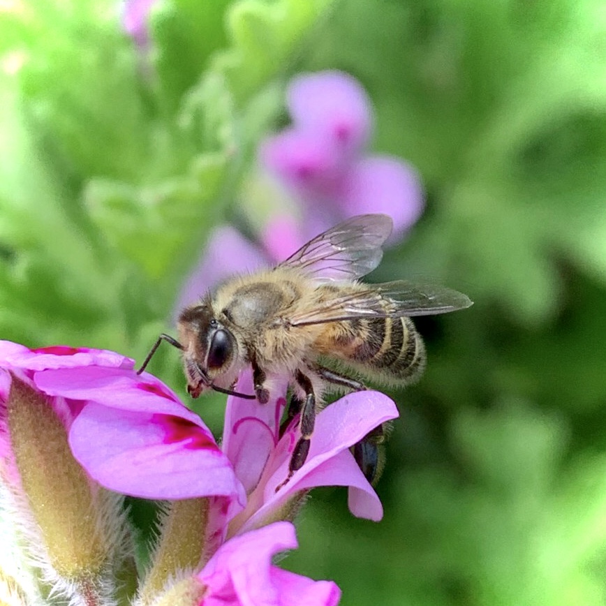日本蜜蜂とゼラニューム