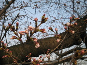 桜も咲く