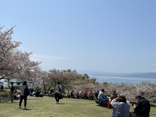 吾妻山　桜