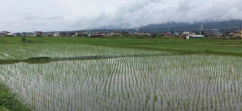 6月初めから田植えが始まりました☺YouTube