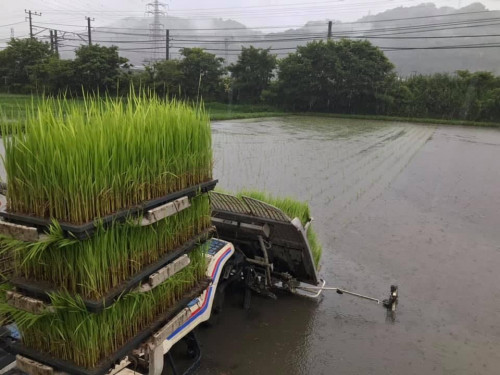 本日、田植えが終わりました☺