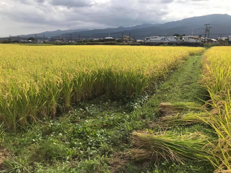 昨日より2021年のお米の収穫が始まりました。