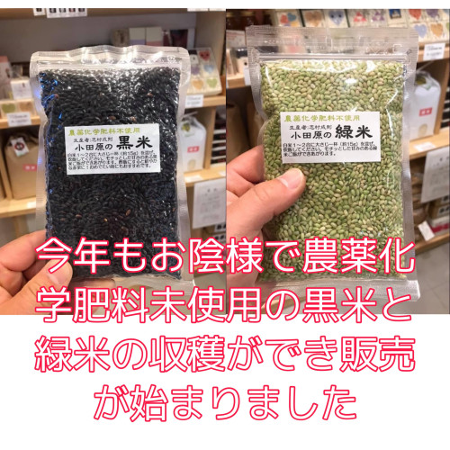 今年もお陰様で、農薬化学肥料未使用の黒米と緑米の販売が始まりました。