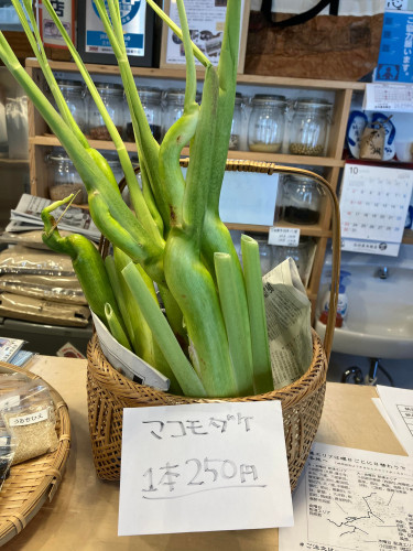 【マコモダケ】の販売も開始しました。 明日以降は予約販売となります。