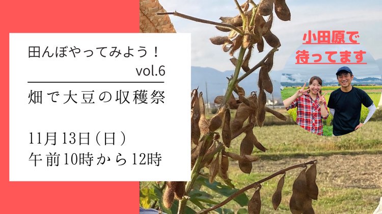 11月13日日曜日に大豆の収穫イベントを開催いたします。