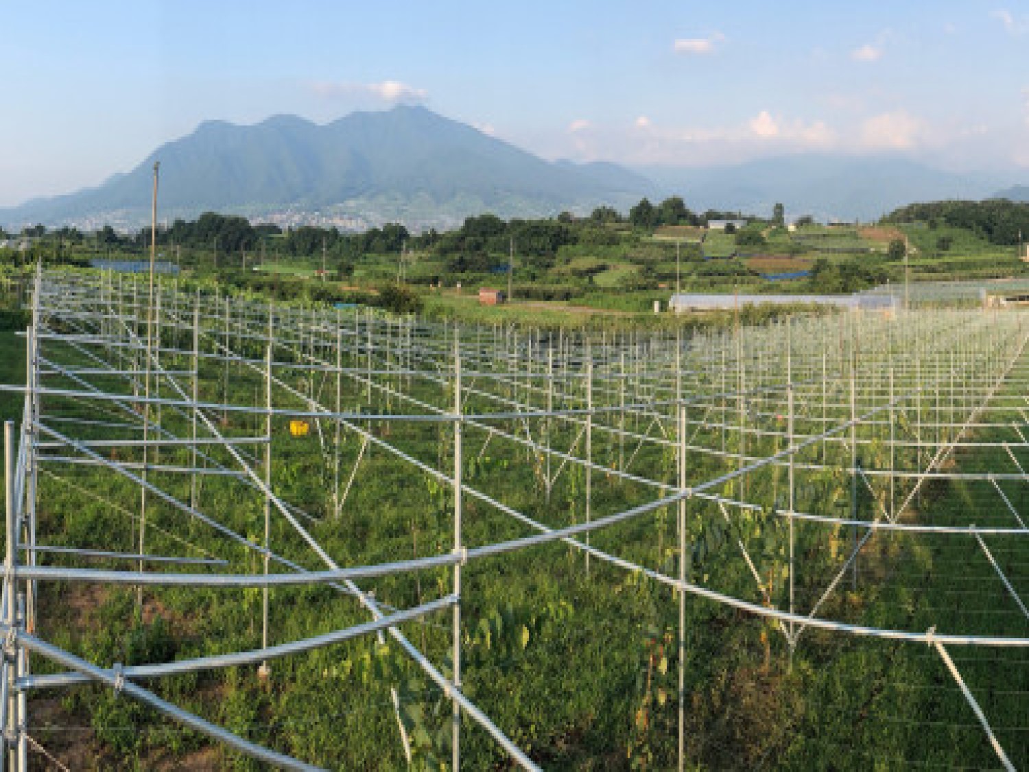 自社圃場2