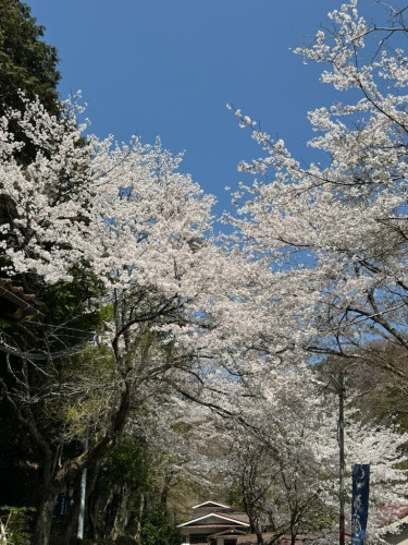 桜が満開になっております