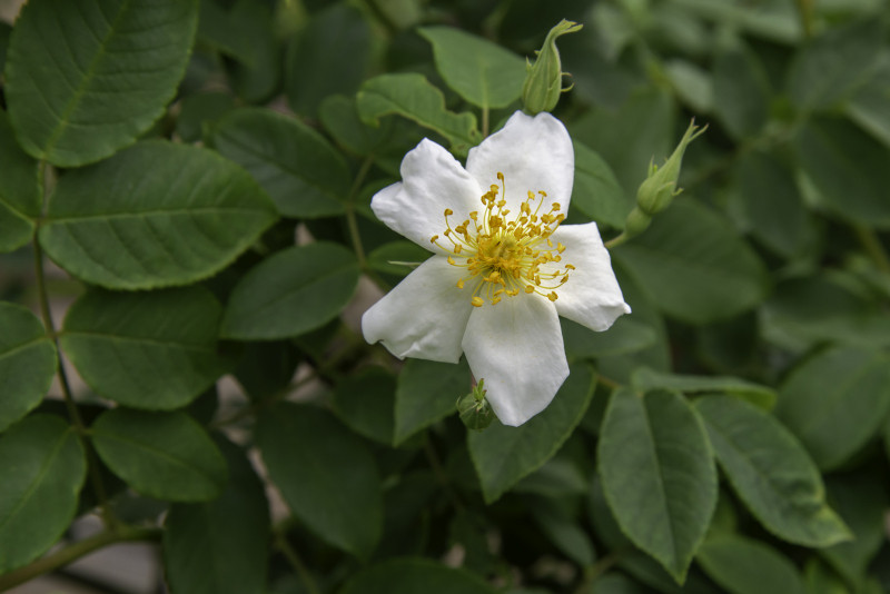 ROSARIUM 春の営業のお知らせ