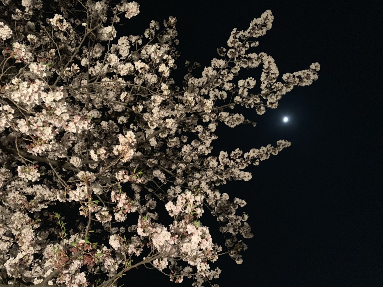 卯月の夜桜
