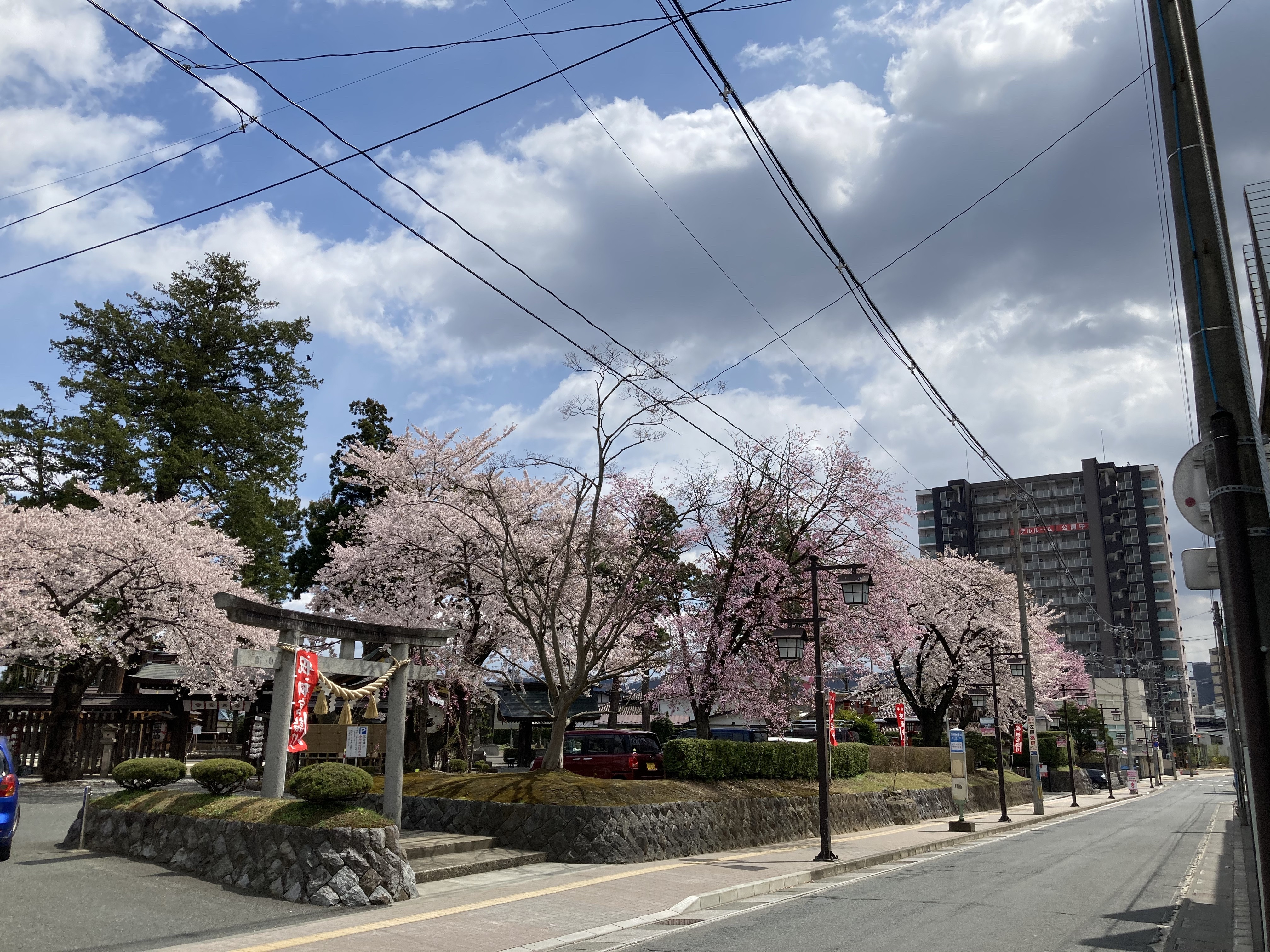 諏訪神社の桜.jpg
