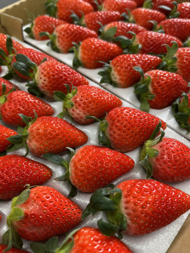 少しずつですが今シーズンのいちごのショートケーキが始まりました!