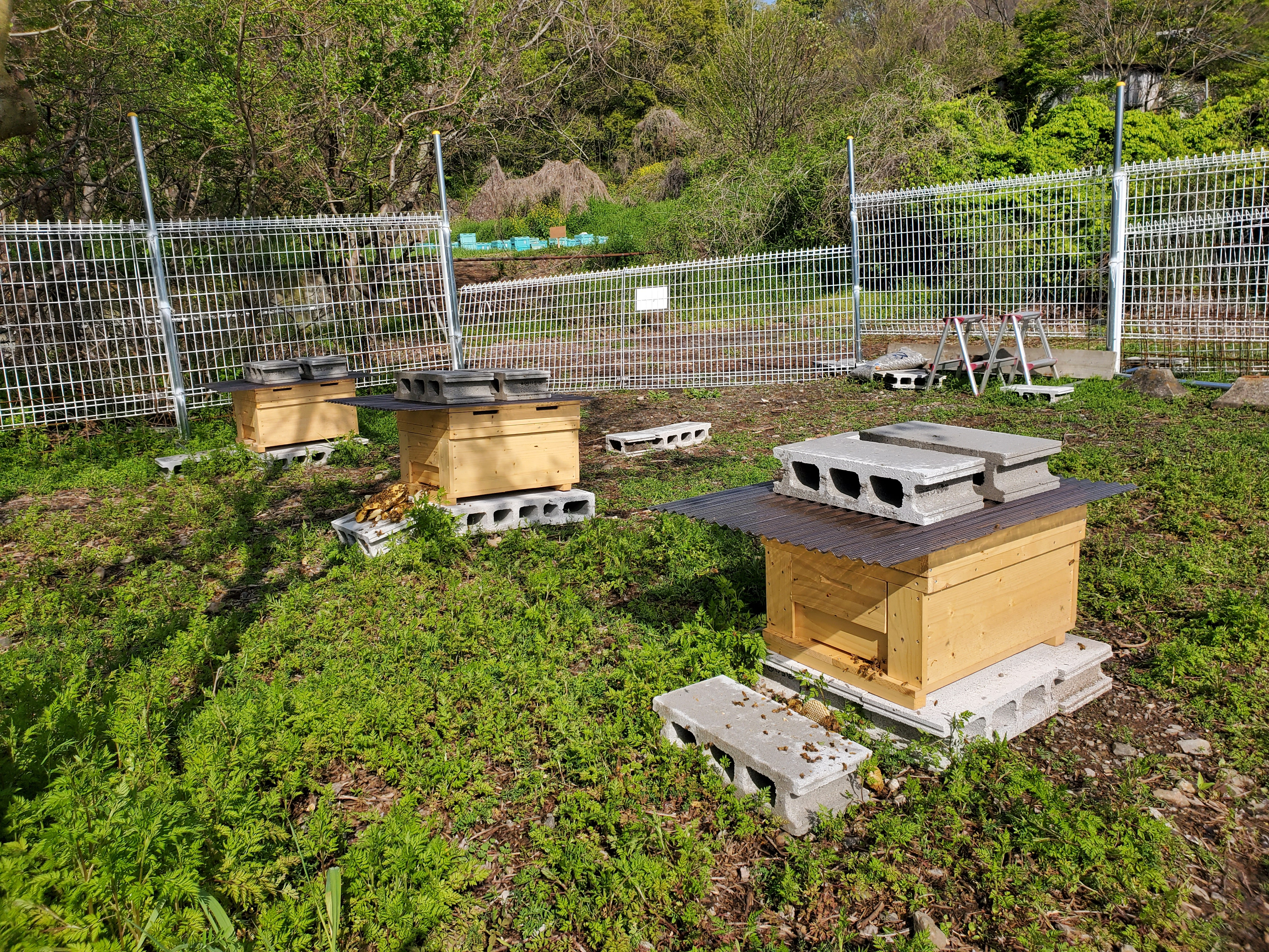 新しい養蜂場を増設しました。