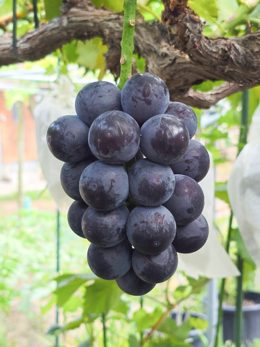 ブラックビート(種なし) Black Beat (Seedless)