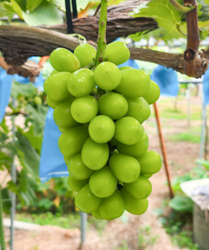 シャインマスカット(種なし) Shine Muscat (Seedless)