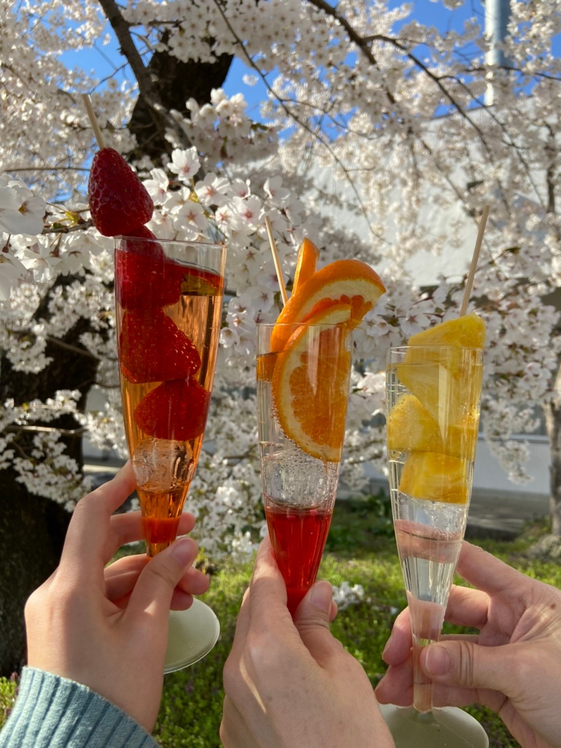 天童　倉津川の枝垂桜と手作りフルーツビネガー