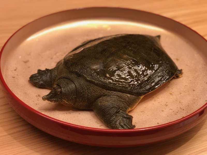 すっぽん