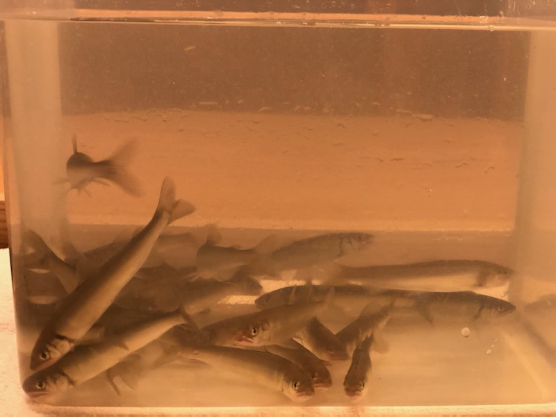 琵琶湖の鮎