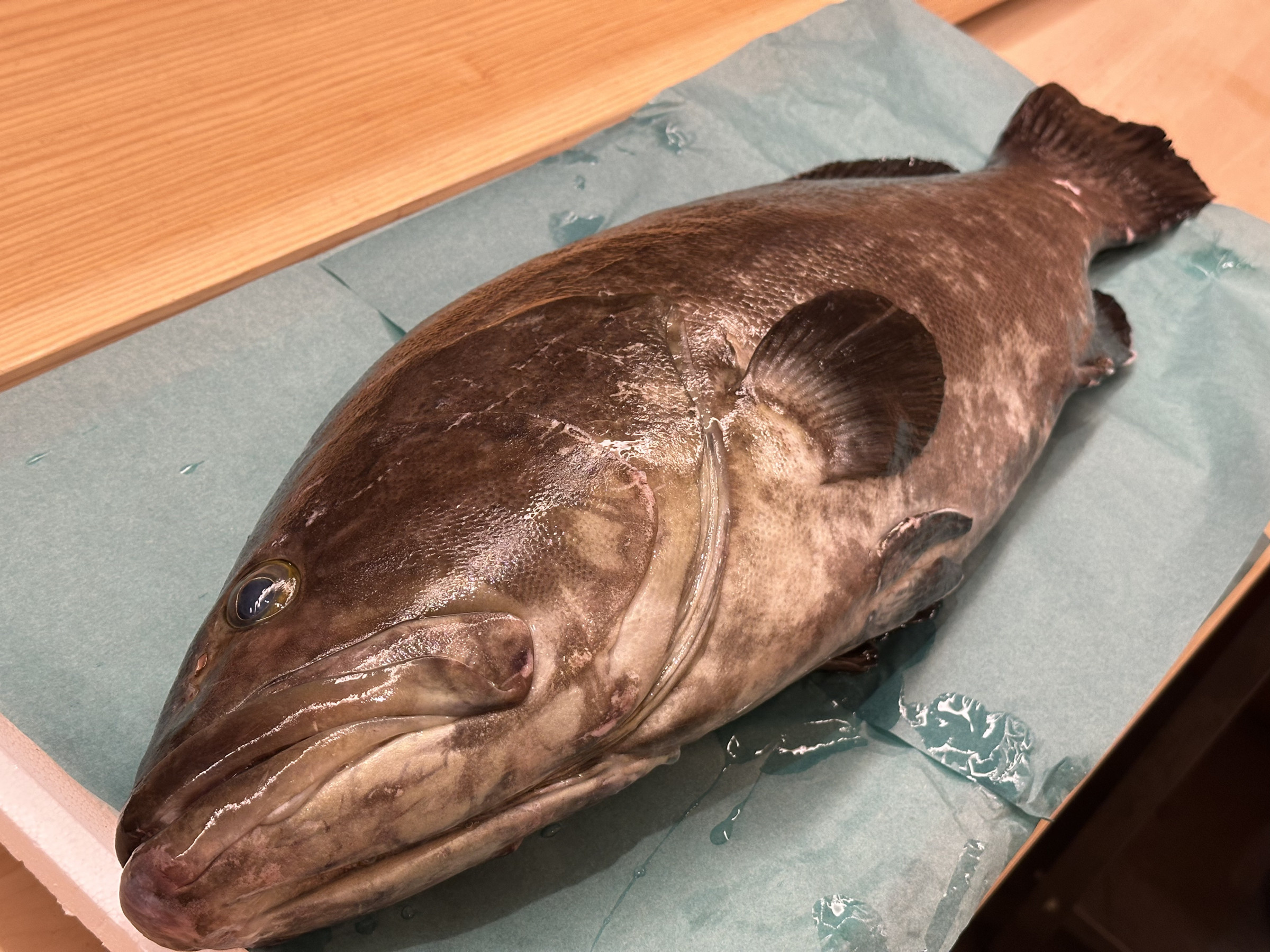クエ 13kg
