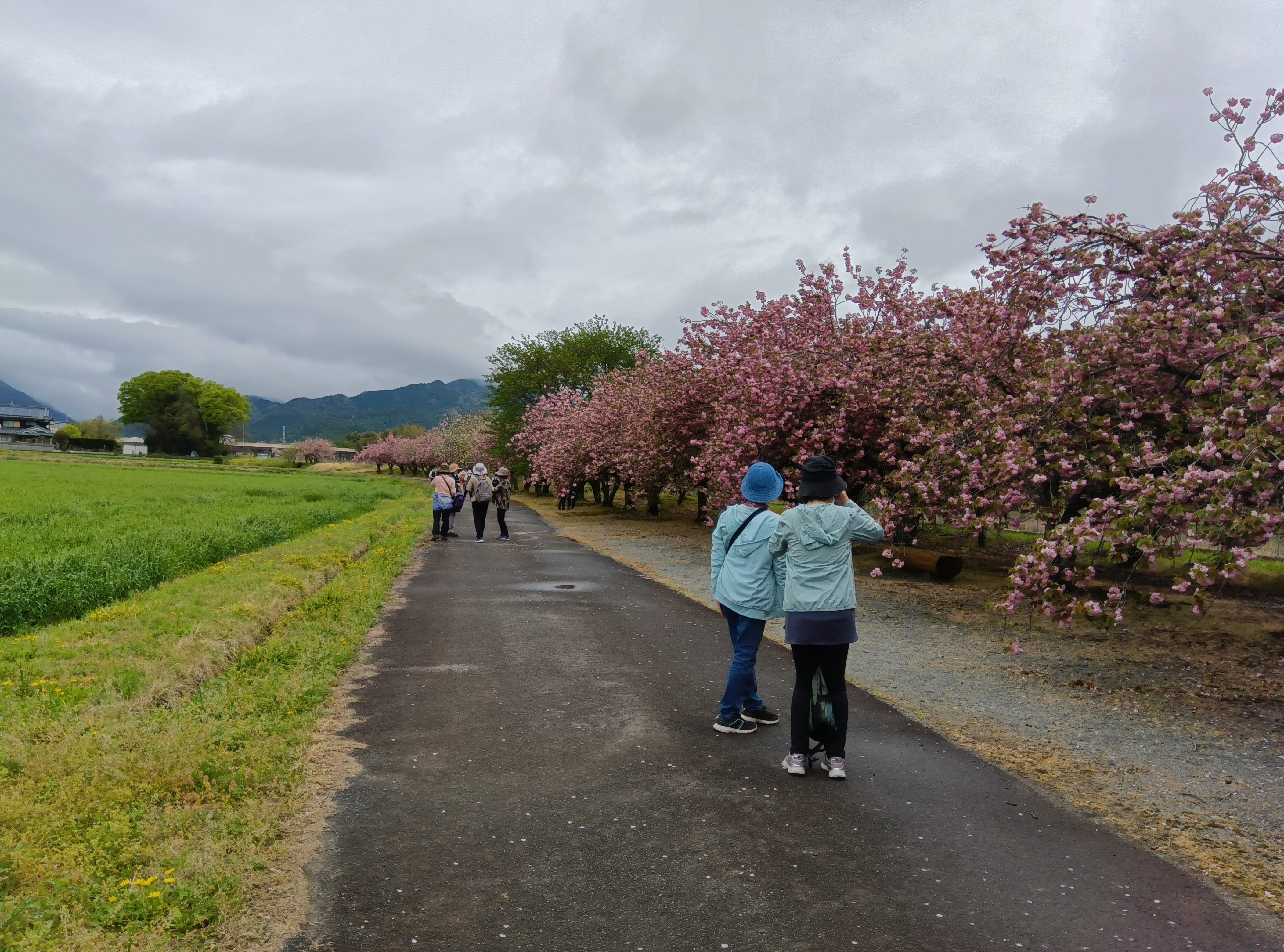 加納の八重桜