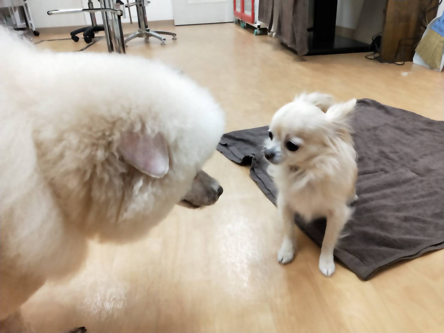 わんちゃん交流会