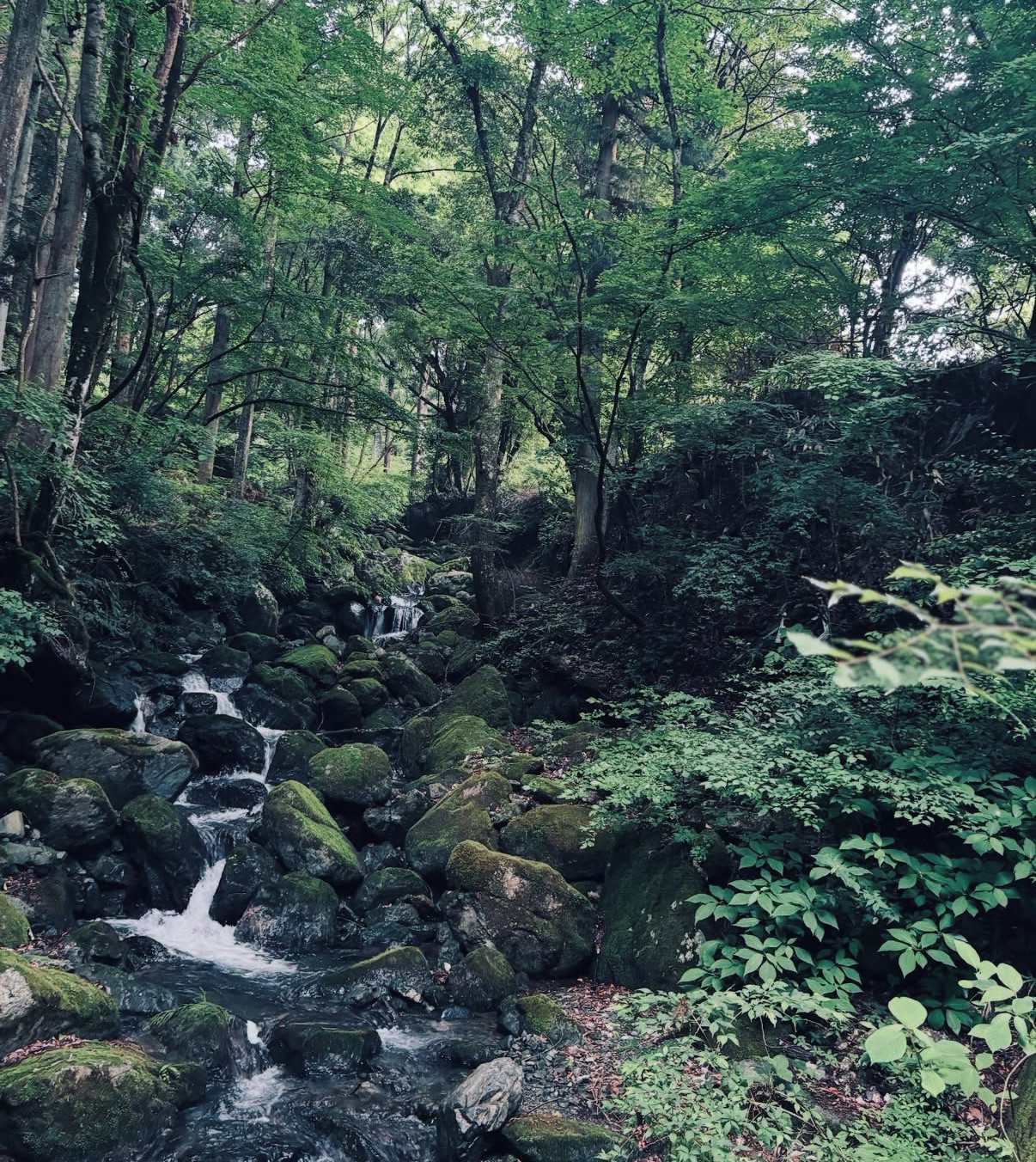 デイキャンプのご予約方法