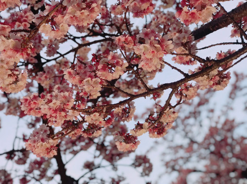 桜がキレイ