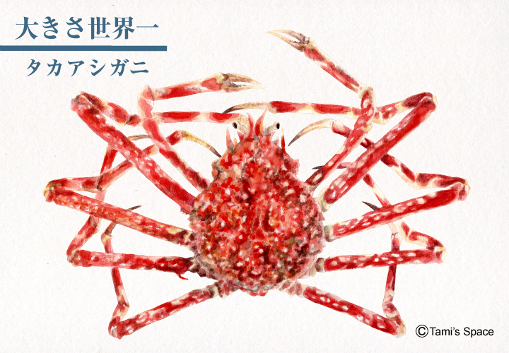 世界一大きなカニ
